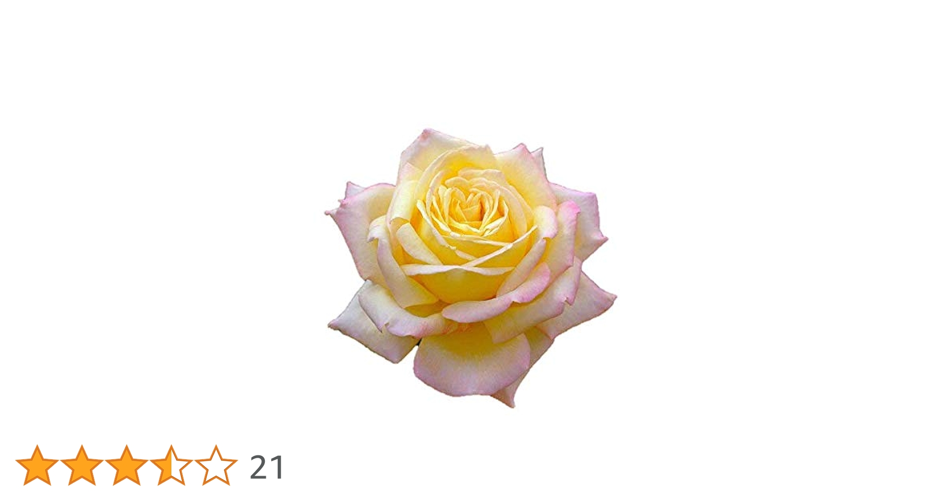 Amazon.co.jp: バラ苗 【ピース】 (新苗) ハイブリッドティー